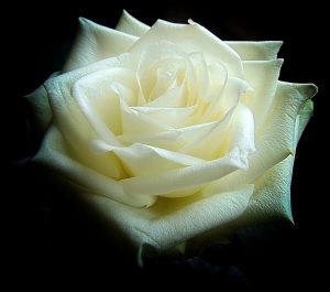white rose, blossom, bloom